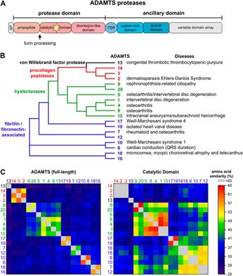 Regulation of ADAMTS Proteases